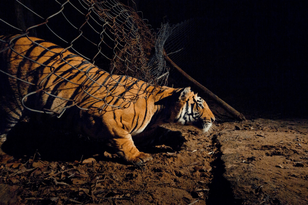 Tigers in the Neighbourhood: How India Makes Room for Both Tigers and&nbsp;People