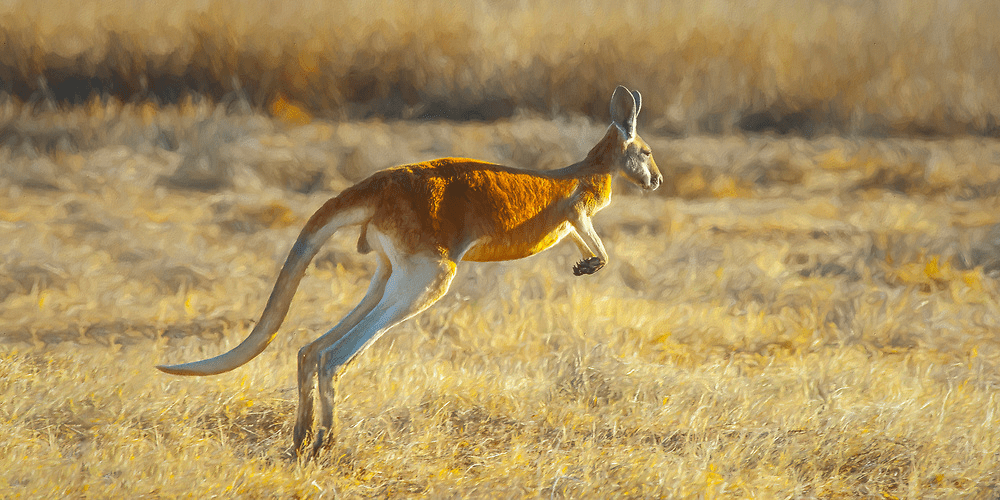 Why Kangaroos hop?