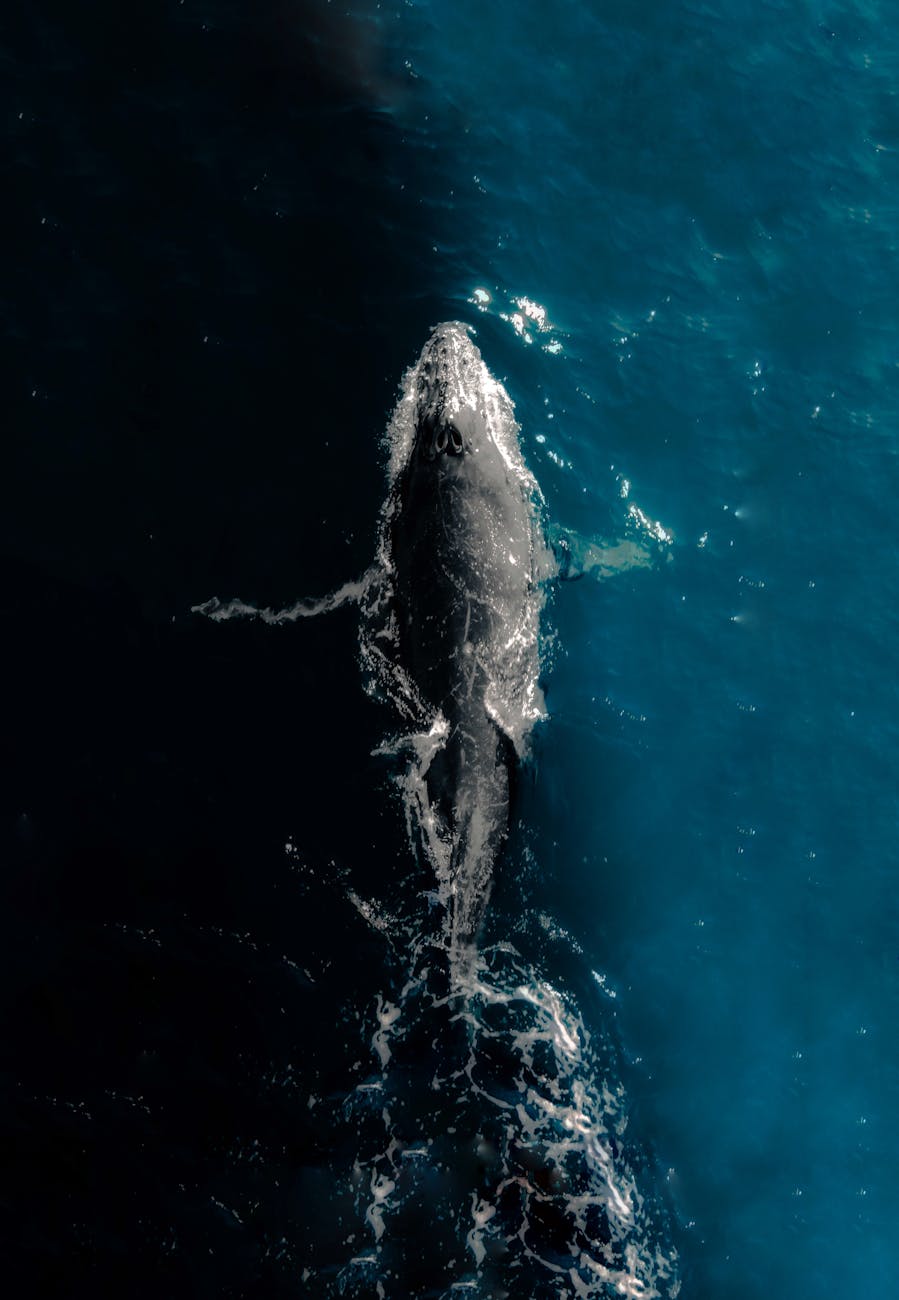 Discovery: The great whale pee funnel moves vital&nbsp;nutrients